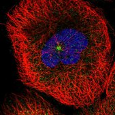 Anti-MDM1 antibody produced in rabbit Prestige Antibodies® Powered by Atlas Antibodies, affinity isolated antibody, buffered aqueous glycerol solution
