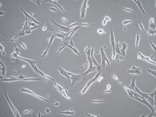 YUMM5.4 Mouse Melanoma Cell Line