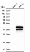 Anti-TREML1 antibody produced in rabbit Prestige Antibodies® Powered by Atlas Antibodies, affinity isolated antibody, buffered aqueous glycerol solution