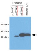 Anti-STING Antibody, clone S17G2C4B7 clone S17G2C4B7, from mouse