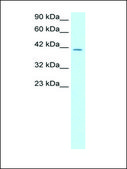 Anti-SMAD3 antibody produced in rabbit IgG fraction of antiserum