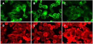 LentiBrite GFP-Tubulin Lentiviral Biosensor