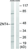 Anti-SLC30A4 antibody produced in rabbit affinity isolated antibody