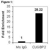 RIPAb+ CUGBP2 - RIP Validated Antibody and Primer Set from mouse