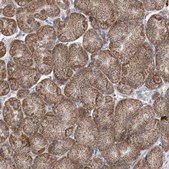 Anti-DHX30 antibody produced in rabbit Prestige Antibodies® Powered by Atlas Antibodies, affinity isolated antibody, buffered aqueous glycerol solution
