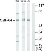 Anti-CSTF2 antibody produced in rabbit affinity isolated antibody