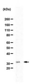 Anti-eIF-4E from rabbit, purified by affinity chromatography