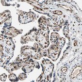Anti-WWTR1 antibody produced in rabbit Prestige Antibodies® Powered by Atlas Antibodies, affinity isolated antibody, buffered aqueous glycerol solution