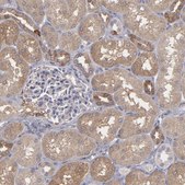 Anti-SEMA3G antibody produced in rabbit Prestige Antibodies® Powered by Atlas Antibodies, affinity isolated antibody, buffered aqueous glycerol solution