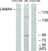 Anti-LAMA4 antibody produced in rabbit affinity isolated antibody