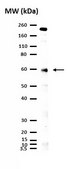 Anti-Zscan4 Antibody from rabbit, purified by affinity chromatography