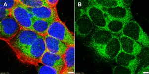 Anti-TGF-β1 Antibody, clone 4E3 ZooMAb® Rabbit Monoclonal recombinant, expressed in HEK 293 cells