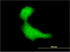 Monoclonal Anti-DNAJB2 antibody produced in mouse clone 2C9, purified immunoglobulin, buffered aqueous solution