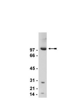 Anti-mGluR2/3 Antibody Upstate&#174;, from rabbit