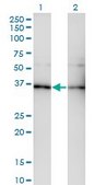 Monoclonal Anti-GNB5 antibody produced in mouse clone 3A3, purified immunoglobulin, buffered aqueous solution