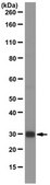 Anti-ASF-1 (SF2) Antibody, clone AK96 clone AK96, from mouse