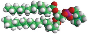 16:0-18:0 PC Avanti Research™ - A Croda Brand