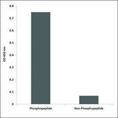 Anti-phospho-Keratin 8 (pSer432) antibody produced in rabbit affinity isolated antibody