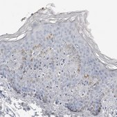 Anti-PLN antibody produced in rabbit Prestige Antibodies® Powered by Atlas Antibodies, affinity isolated antibody, buffered aqueous glycerol solution