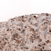 Monoclonal Anti-Adam10 Antibody Produced In Mouse Prestige Antibodies® Powered by Atlas Antibodies, clone CL13809, affinity isolated antibody, buffered aqueous glycerol solution