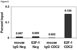 ChIPAb+ E2F-1 - ChIP Validated Antibody and Primer Set from mouse