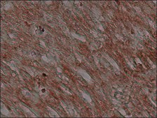 Anti-Connexin 43 antibody, Mouse monoclonal clone CXN-6, purified from hybridoma cell culture