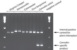 REDExtract-N-Amp™ Plant PCR Kit sufficient for 10 extractions, sufficient for 10 amplifications