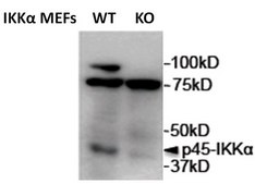 Anti-IKKa (p45) Antibody, clone 881H3 clone 881H3, from mouse