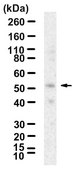 Anti-GATA1 Antibody, clone 1D3 ZooMAb® Rabbit Monoclonal recombinant, expressed in HEK 293 cells