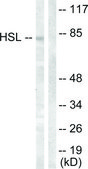 Anti-HSL antibody produced in rabbit affinity isolated antibody