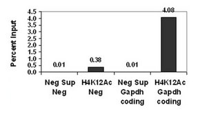 Anti-acetyl-Histone H4 (Lys12) Antibody, Trial Size, rabbit monoclonal culture supernatant, Chemicon®