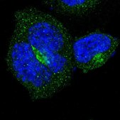 Anti-B4GALT3 antibody produced in rabbit Prestige Antibodies® Powered by Atlas Antibodies, affinity isolated antibody, buffered aqueous glycerol solution