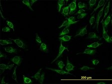 Monoclonal Anti-C21orf33 antibody produced in mouse clone 1F5, purified immunoglobulin, buffered aqueous solution