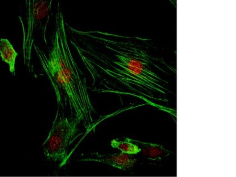 Anti-PEMT Antibody (CT) from rabbit