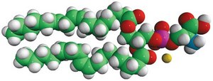 18:2 PS 1,2-dilinoleoyl-sn-glycero-3-phospho-L-serine (sodium salt), powder