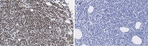 Anti-phospho-IRS1 (Tyr612) Antibody, clone 1N14, ZooMAb® Rabbit Monoclonal recombinant, expressed in HEK 293 cells