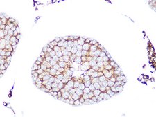 Anti-RAB9A Antibody, clone 7O1G4, Rabbit Monoclonal
