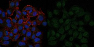 Anti-Bin1 Antibody, clone 99D Antibody, Alexa Fluor™ 488 Conjugate from mouse, ALEXA FLUOR™ 488