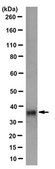 Anti-Synaptophysin Antibody, clone SP15 (Ascites Free) clone SP15, from mouse
