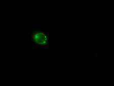 Anti-Human IgG (whole molecule)−FITC antibody produced in rabbit IgG fraction of antiserum, buffered aqueous solution