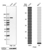 Anti-ITGA6 antibody produced in rabbit Prestige Antibodies® Powered by Atlas Antibodies, affinity isolated antibody, buffered aqueous glycerol solution