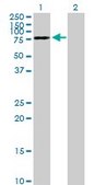 Anti-DYNC1I2 antibody produced in mouse purified immunoglobulin, buffered aqueous solution