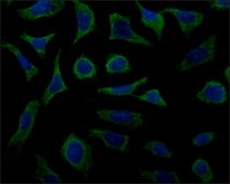 Anti-Cyclophilin B antibody produced in rabbit ~1.0 mg/mL, affinity isolated antibody
