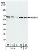 Rabbit anti-HSP60 Antibody, Affinity Purified Powered by Bethyl Laboratories, Inc.