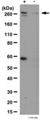 Anti-phospho-mTOR (Ser2448) Antibody Upstate®, from rabbit