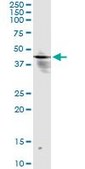 Monoclonal Anti-INPP1 antibody produced in mouse clone 1A6, purified immunoglobulin, buffered aqueous solution