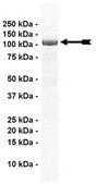 UBE1 Protein, active, 10 µg Active, full length, recombinant human UBE1. N-terminal 6His-tagged. For use in Enzyme Assays. Functions as an E1 enzyme in ubiquitination assays.