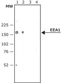 Anti-Early Endosomal Antigen 1 (N-terminal) antibody produced in rabbit ~1 mg/mL, affinity isolated antibody, buffered aqueous solution