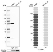 Anti-CYP24A1 antibody produced in rabbit Prestige Antibodies® Powered by Atlas Antibodies, affinity isolated antibody, buffered aqueous glycerol solution