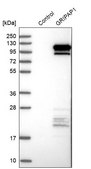 Anti-GRIPAP1 antibody produced in rabbit Ab2, Prestige Antibodies® Powered by Atlas Antibodies, affinity isolated antibody, buffered aqueous glycerol solution